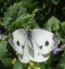 Pieris mannii